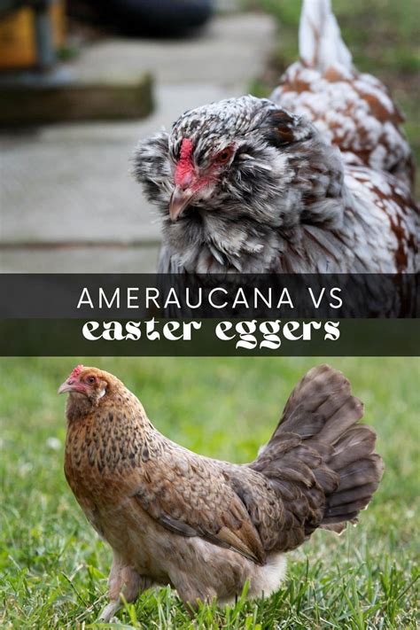The Ultimate Ameraucana Chicken Guide: Everything You Need .